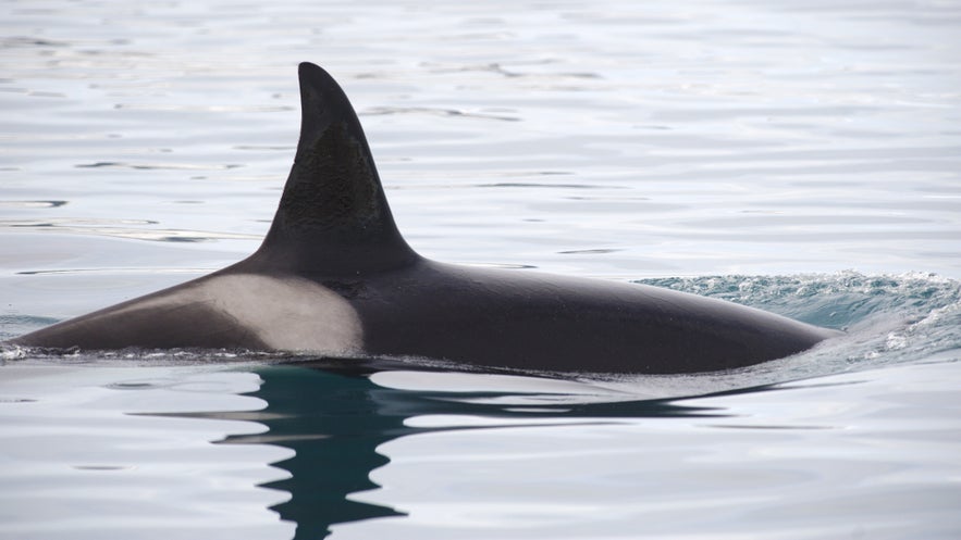 The back of a female orca.