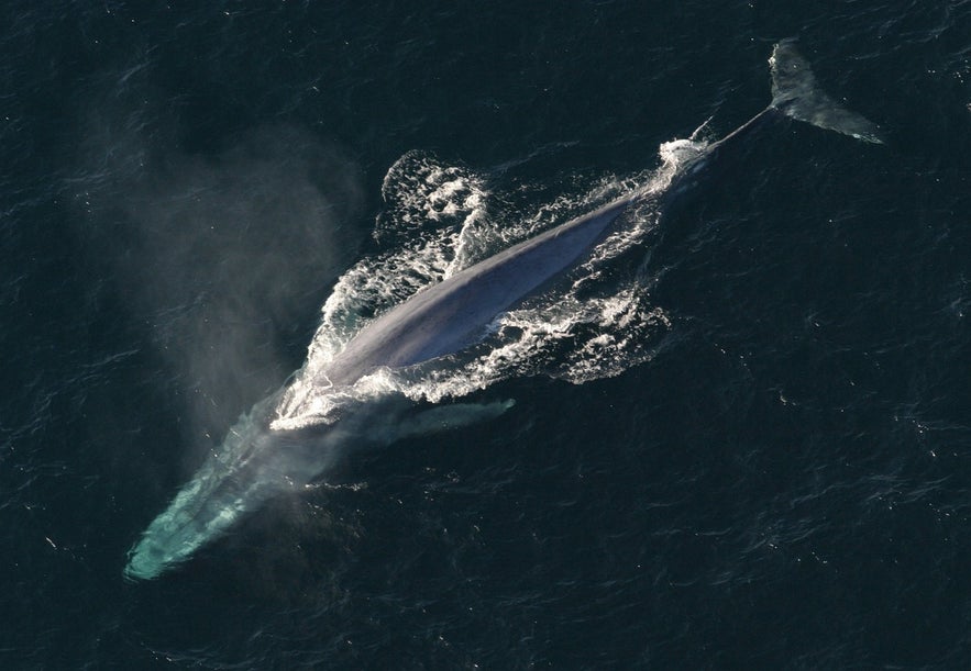A massive blue whale glides through dark Icelandic waters, creating a long foamy trail behind it.
