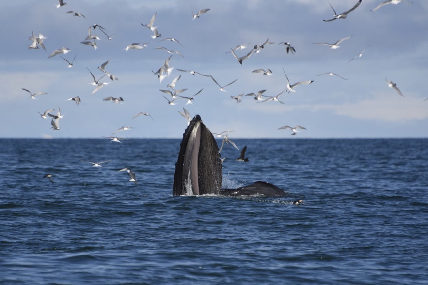 A humpback whale feeding.