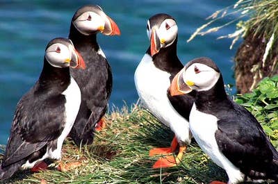 Twee paartjes papegaaiduikers kijken naar waarnemers vanaf de Látrabjarg vogelobservatie kliffen in de Westfjorden.