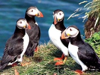 Zwei Papageientaucherpärchen beäugen von den bei Vogelfreunden beliebten Klippen von Látrabjarg in den Westfjorden die Beobachter.