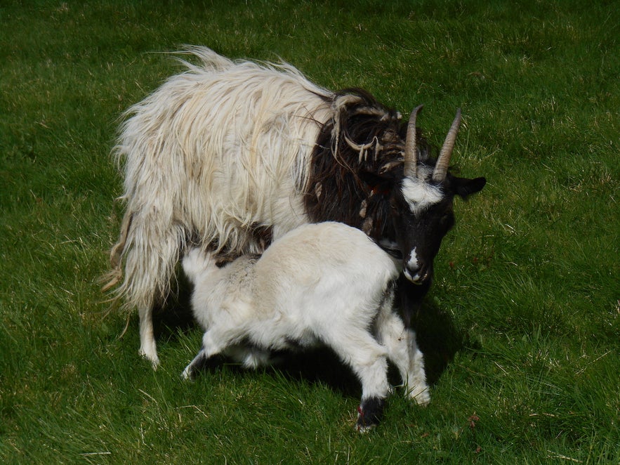 Geitenboerderij Háafell