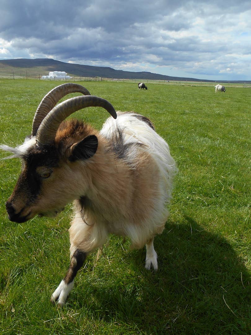 Geitenboerderij Háafell