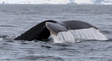 Avistamiento de Ballenas en Bahía Breidafjordur con Traslado desde Olafsvik en Península Snaefellsnes