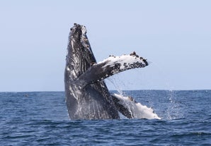 A mighty humpback breaches the waters of the Westfjords.