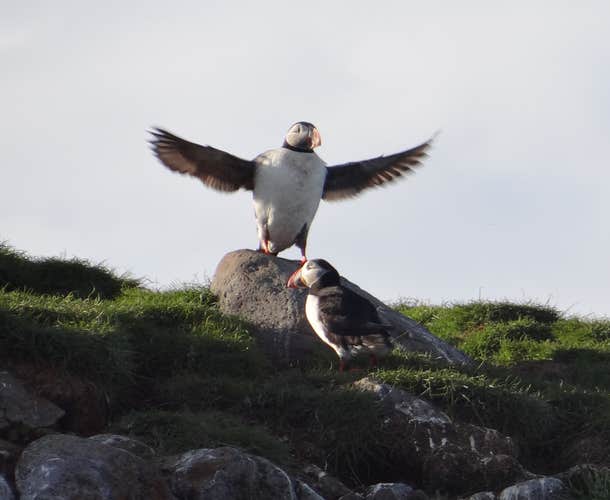 Whale Watching tours also provide the chance to see other Icelandic wildlife, such as the adorable Atlantic Puffin.