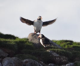 고래 관찰 투어는 귀여운 대서양 퍼핀과 같은 아이슬란드의 다른 야생동물을 볼 수 있는 기회도 제공합니다.