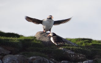 I tour di osservazione delle balene ti permettono di incontrare altre specie di animali, come l'adorabile pulcinella di mare.