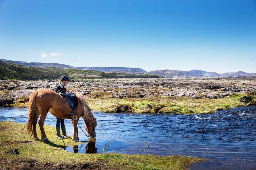 Icelandic horse drinking from a stream in a lava field