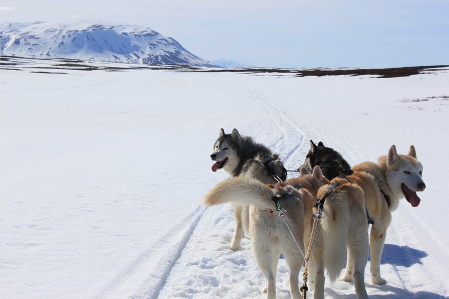 Chien de traîneau vers le lac Mývatn