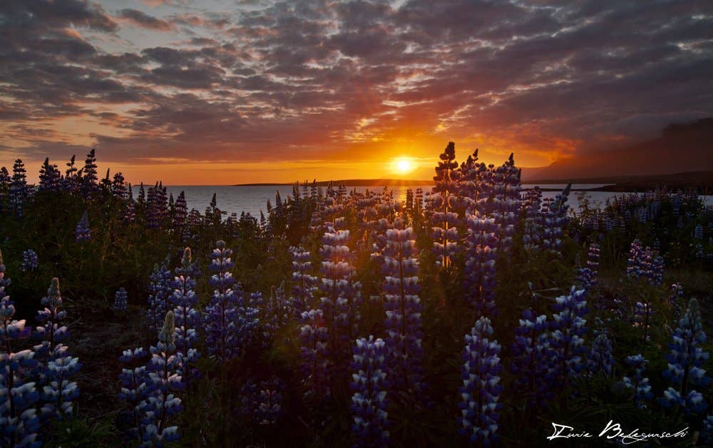 Top Midnight Sun Tours in Iceland | Guide to Iceland