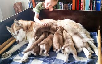 Hundeslædekennelen ved Mývatn-søen giver dig mulighed for at lære de siberian huskies at kende på nært hold.