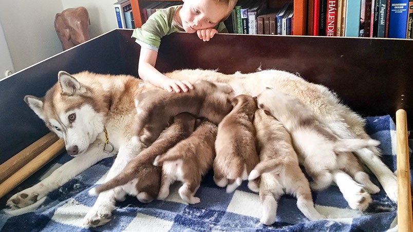 Le chenil de traîneau à chiens du lac Mývatn vous offre la chance de connaître intimement les Huskies sibériens.