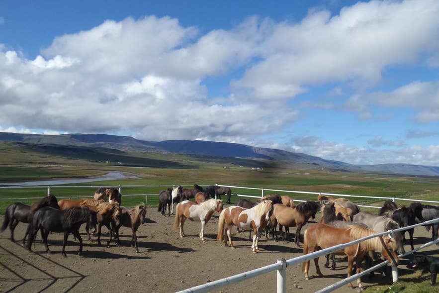 Icelandic horses at Stóra-Ásgeirsá Farm with panoramic views of North Iceland’s countryside and mountains Icelandic horses at Stóra-Ásgeirsá Farm with panoramic views of North Iceland’s countryside and mountains