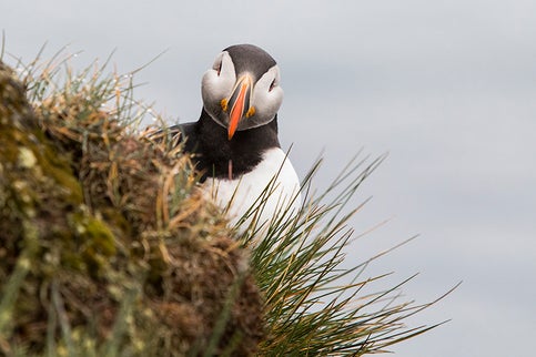 Photographing Puffins in Iceland