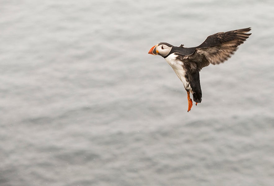 Flying Puffin