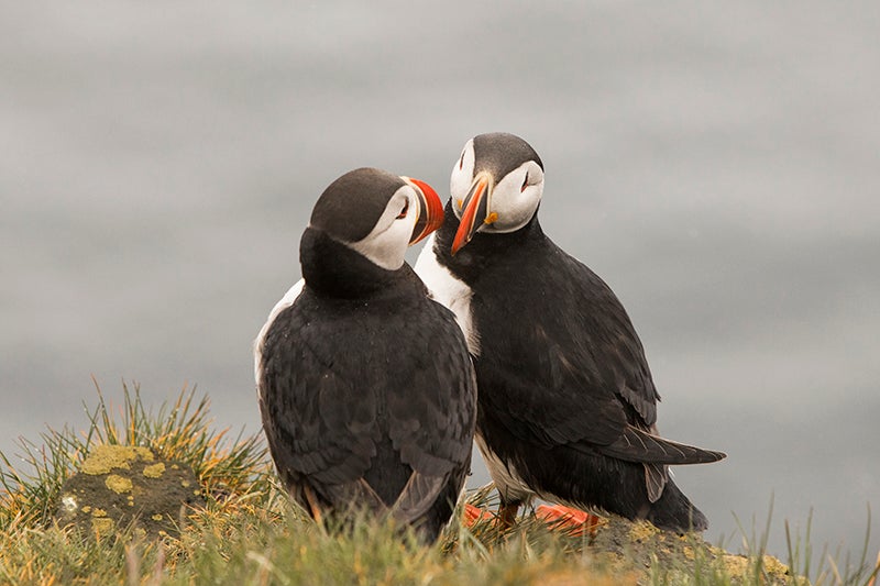 Puffin love