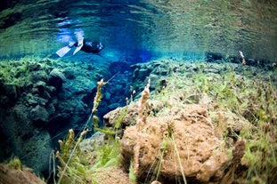 Snorkel between the continents in the crystal-clear waters of the Silfra fissure in Thingvellir National Park.