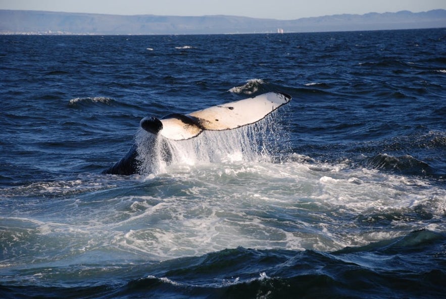 Humpbacks are just one species that live out on Faxafloi bay.