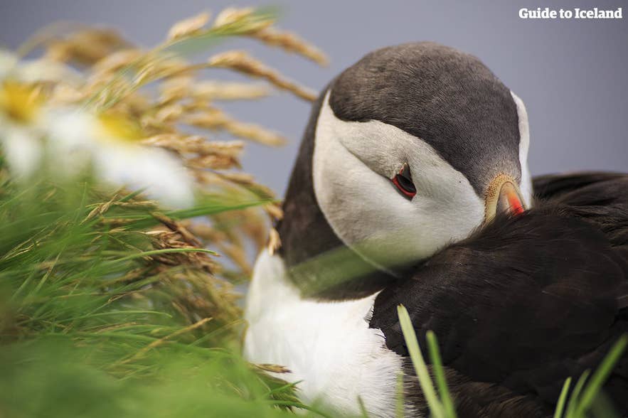 A puffin rests among grass, showcasing Iceland in August’s wildlife and natural beauty.
