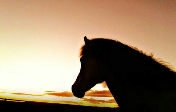 Unforgettable Evening Horse Riding Tour with Free Optional Pickup from Reykjavik