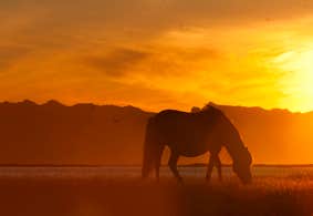Unforgettable Evening Horse Riding Tour with Free Optional Pickup from Reykjavik