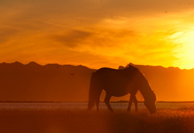 Unforgettable Evening Horse Riding Tour with Free Optional Pickup from Reykjavik