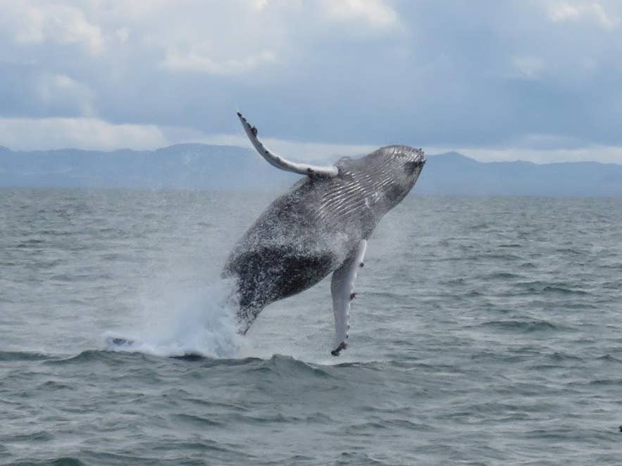 Una ballena jorobada saliendo a la superficie en la bahía de Faxafloi, cerca de Reikiavik, Islandia, en diciembre