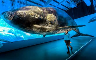 Naturalnej wielkości model wieloryba.