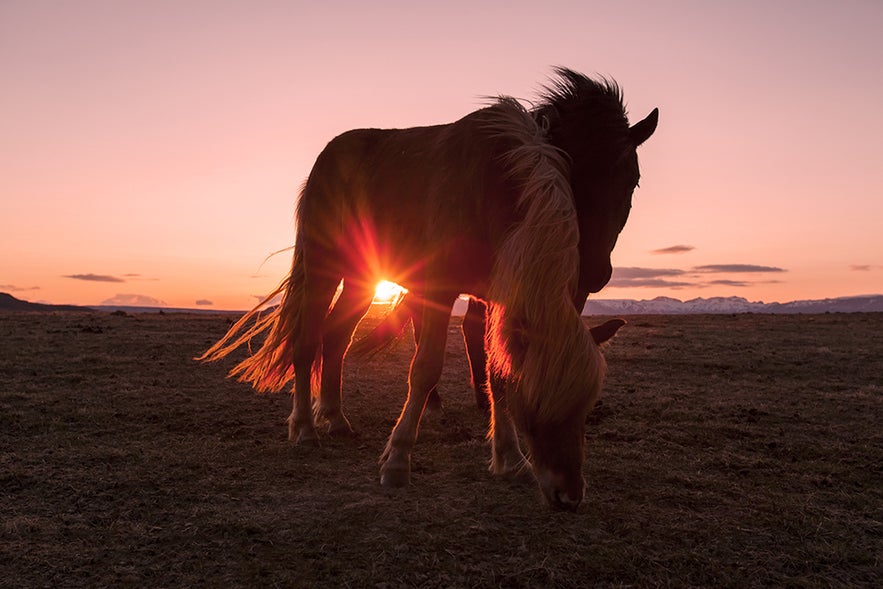 IJslandse paarden bij zonsondergang