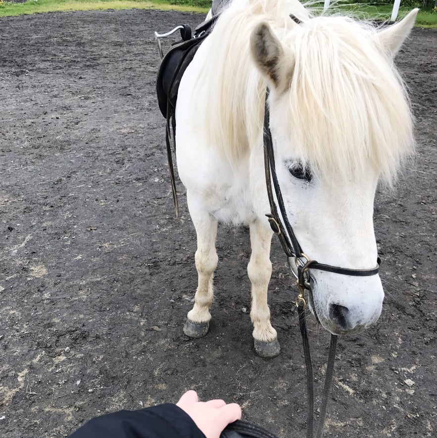 今天陪伴我的冰島馬同伴