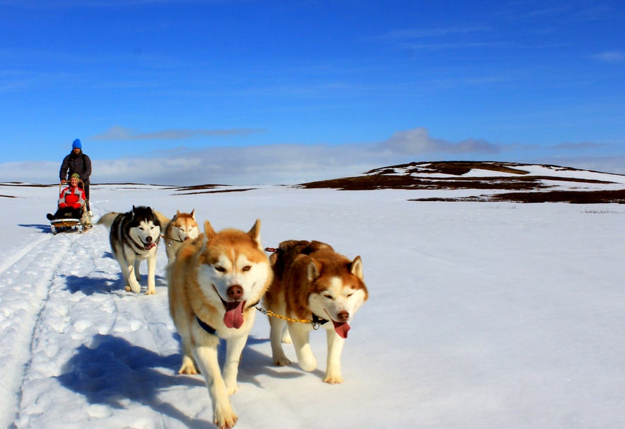 Hundeslædekørsel er en af de mest fantastiske og unikke oplevelser på Island.