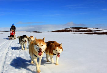 siberian-husky-tour-dog-sledding-in-the-myvatn-area-0.jpg