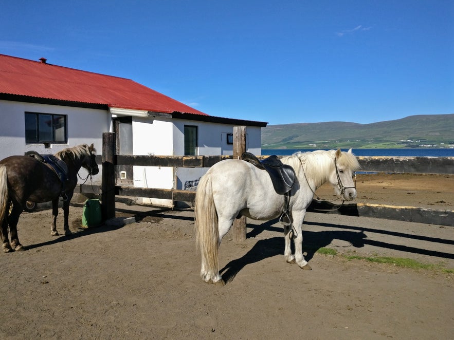 アイスランドの馬