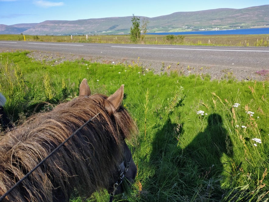 モグモグする馬、ビーティン号