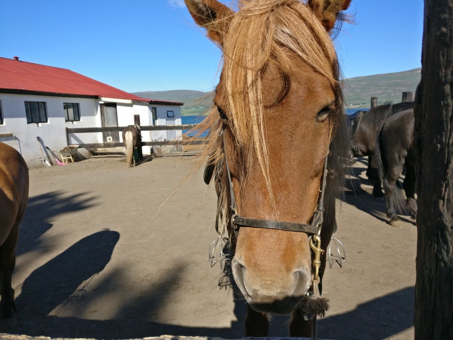 フレンドリーな馬