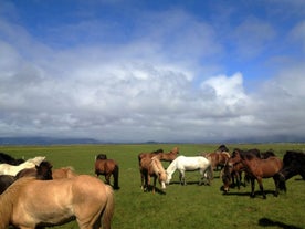 A group of Icelandic horses grazing in a field.