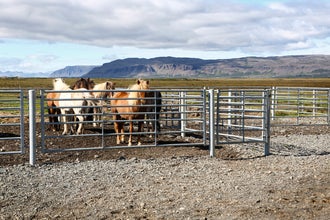 Icelandic horses waiting behind a fence for their riders.