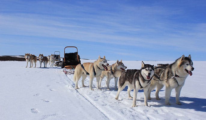 冰岛米湖地区的特色活动雪橇犬