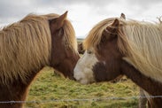 Meet Iceland’s Famous Four-Legged Resident: The Icelandic Horse