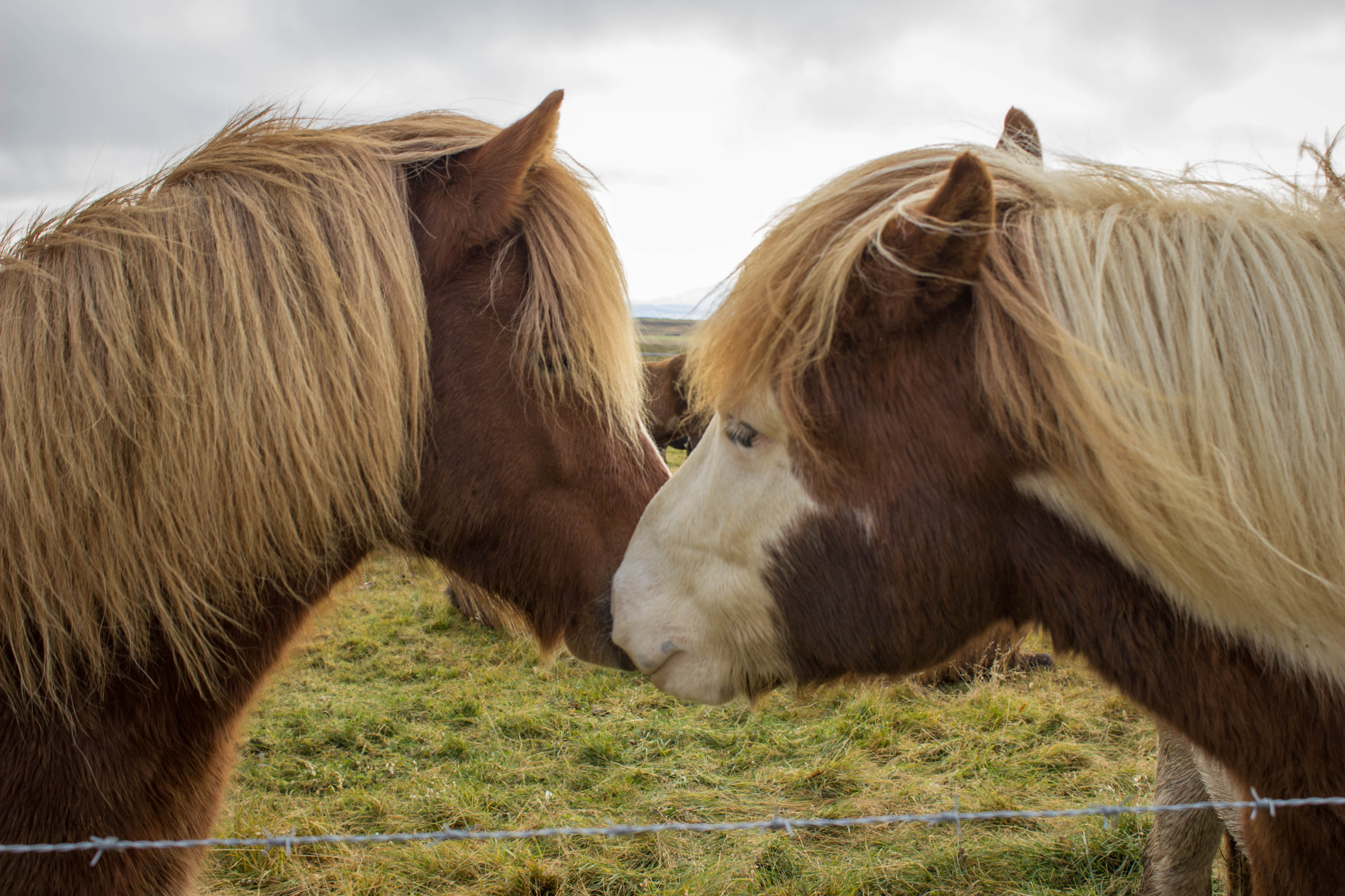 Meet Iceland’s Famous Four-Legged Resident: The Icelandic Horse