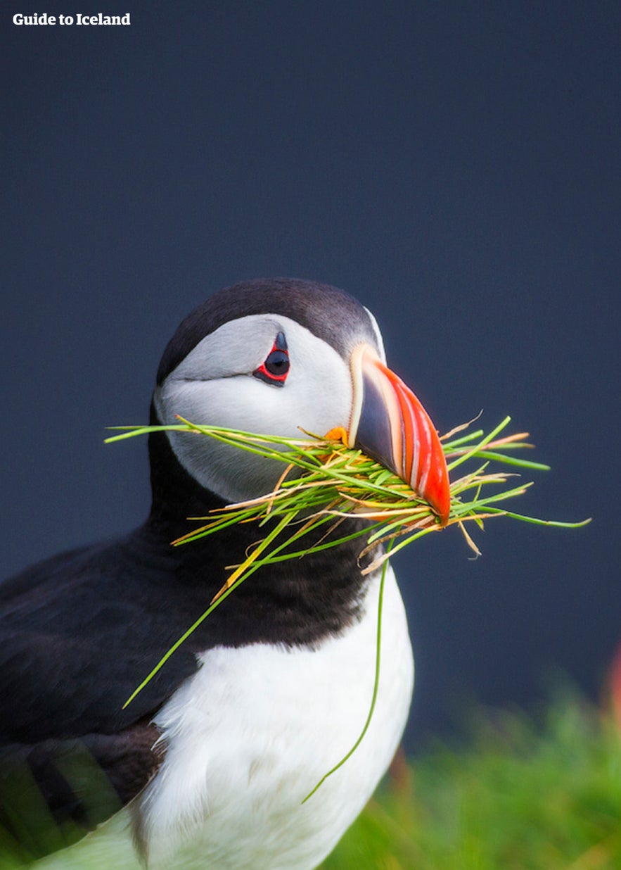 冰島國鳥Puffin