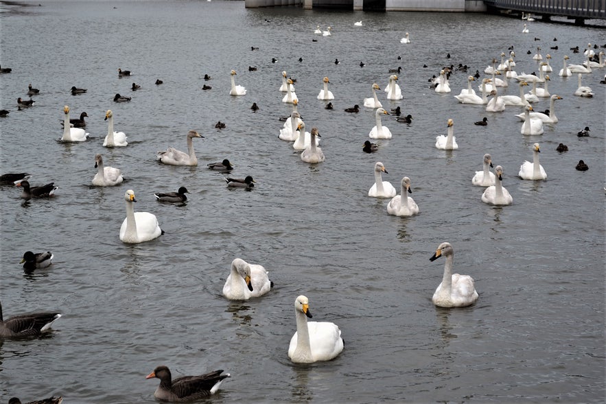 Reykjavik Lake