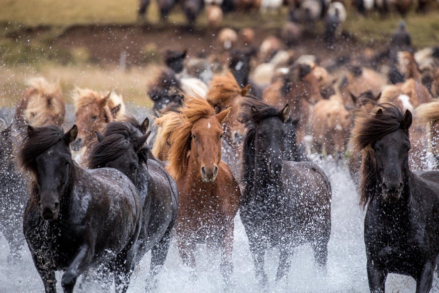 Icelandic Horses Running through Water