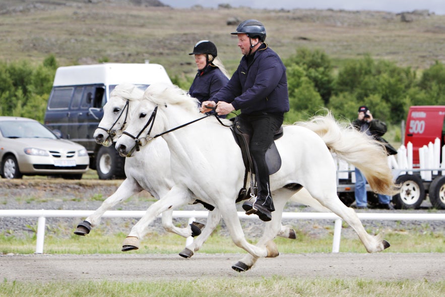 Formal riding flying pace Icelandic horses