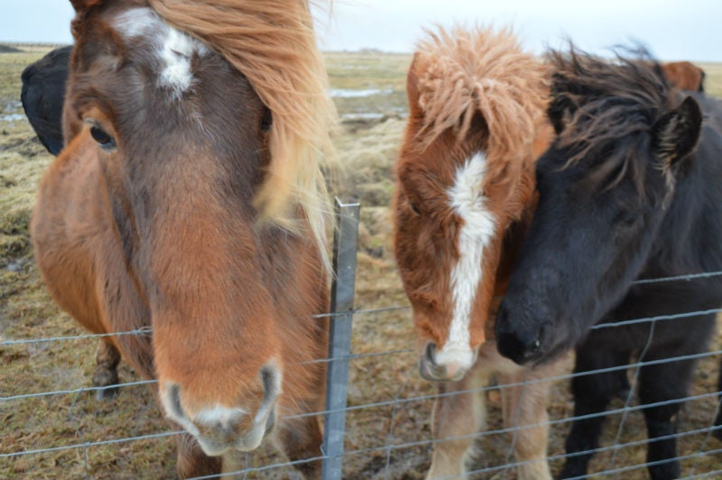 Horses in Iceland