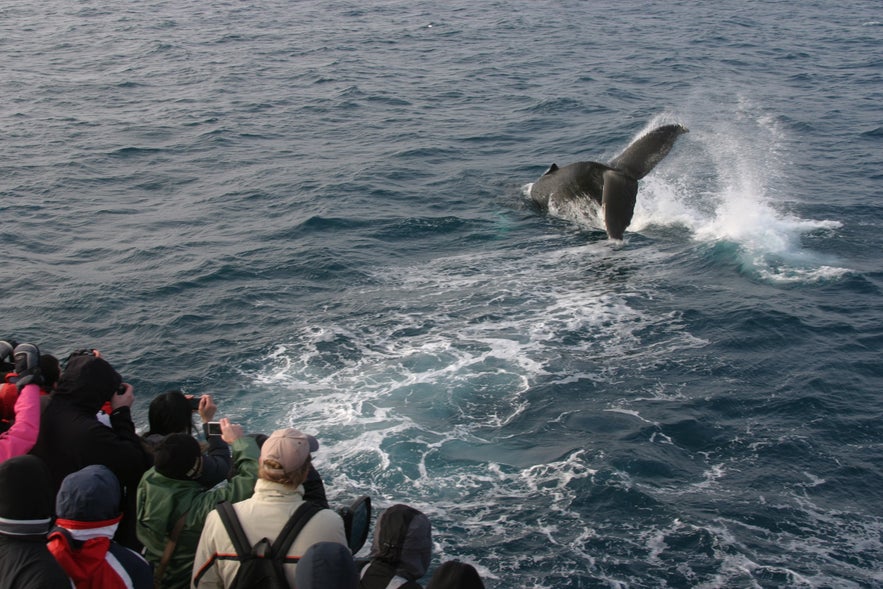 運が良ければ冬でもヒゲクジラ類に出会えることも