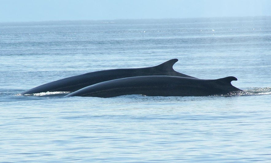 ファクサフロゥイ湾に姿を現したミンククジラ。2頭一緒に行動するのは珍しい