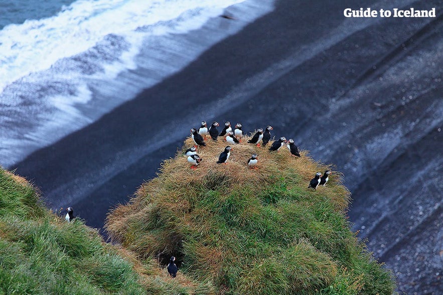 Puffins on the Dyrhólaey rock arch.