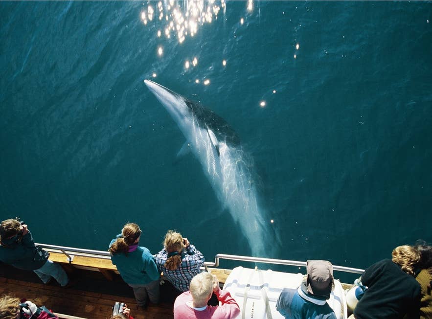 Een dwegvinvis zwemt onder de kiel van een walvissafariboot door.